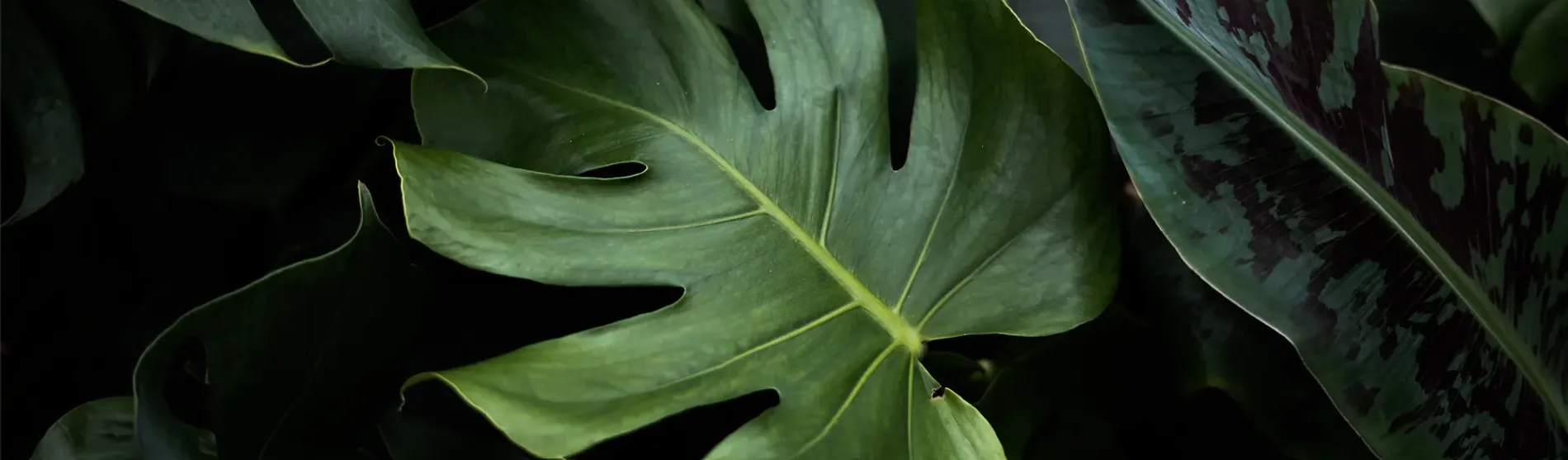 Terms and Conditions